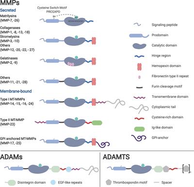 Combined Radiochemotherapy: Metalloproteinases Revisited